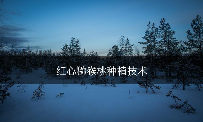 红心猕猴桃种植技术(图1)