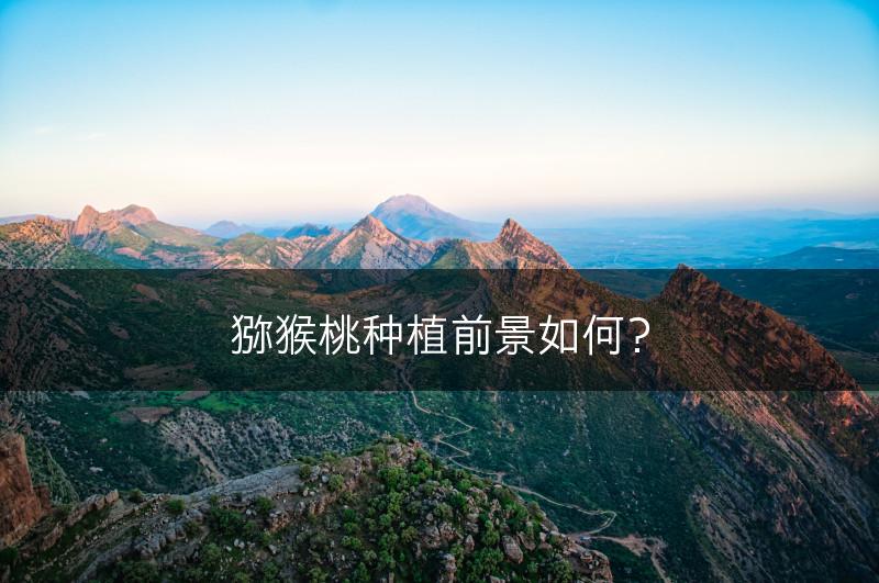 猕猴桃种植前景如何？(图1)