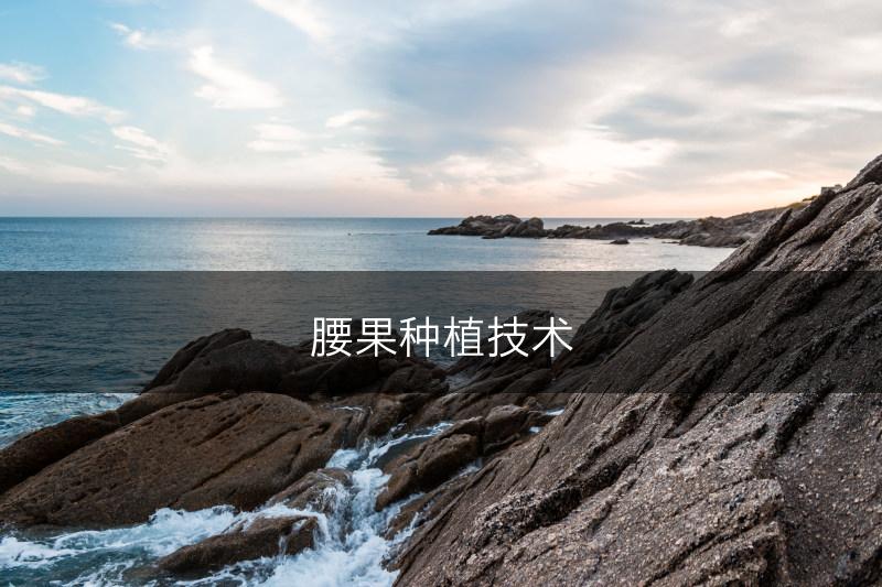 腰果种植技术(图1)