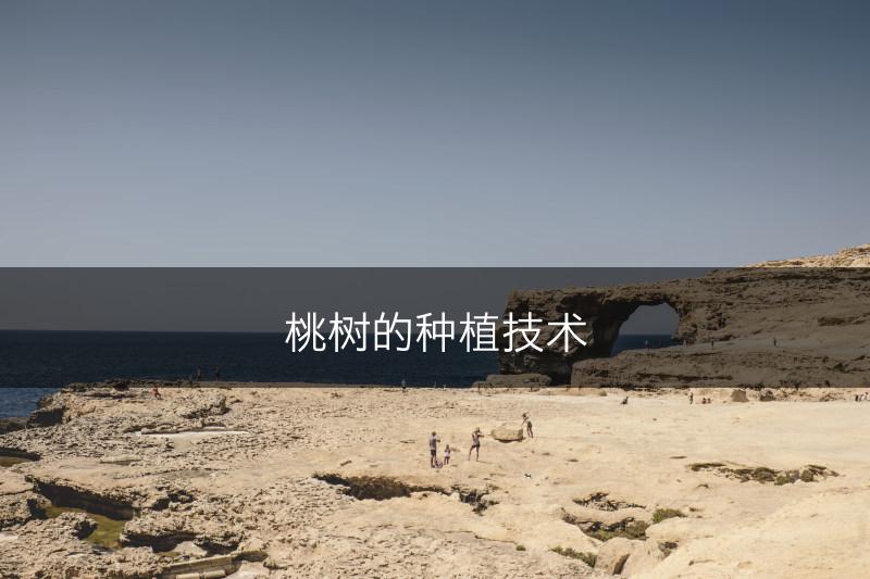 桃树的种植技术(图1)