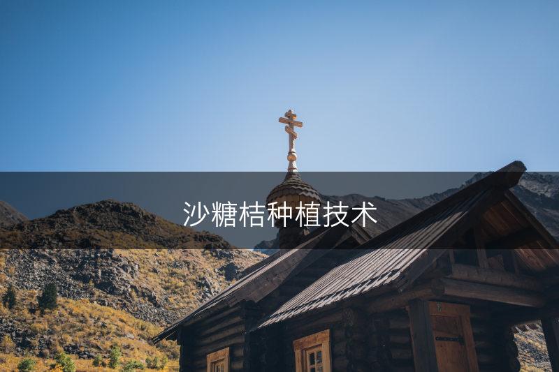 沙糖桔种植技术(图1)