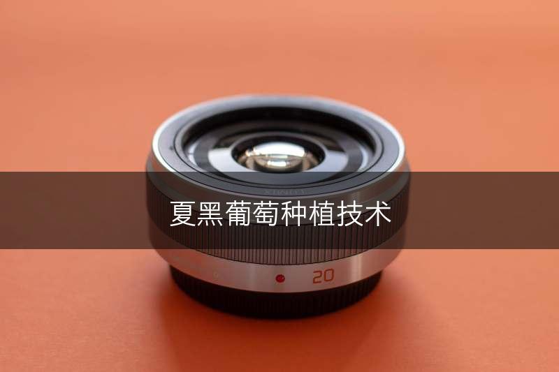 夏黑葡萄种植技术(图1)