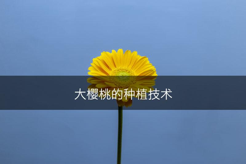大樱桃的种植技术(图1)
