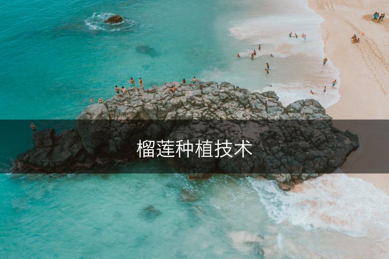 榴莲种植技术(图1)