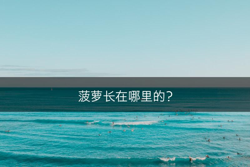 菠萝长在哪里的？(图1)