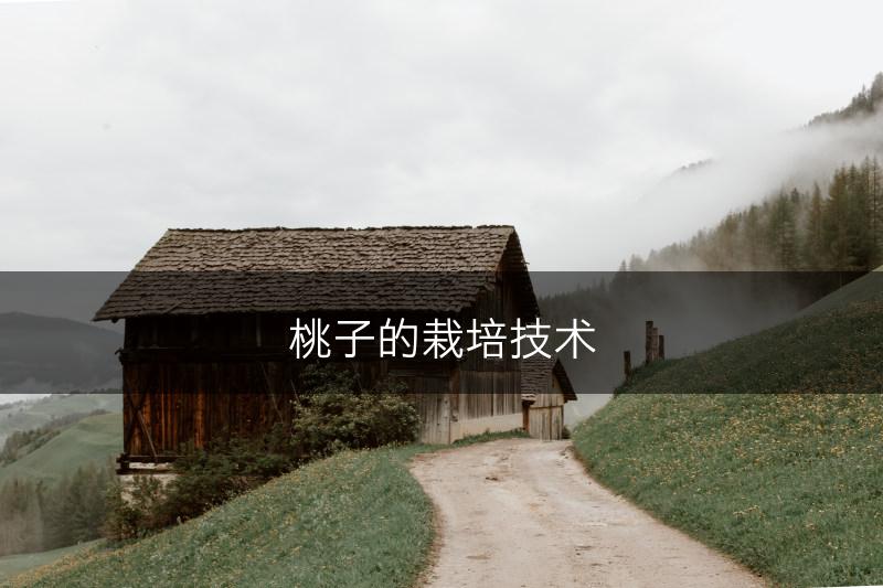 桃子的栽培技术(图1)