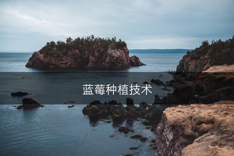 蓝莓种植技术(图1)