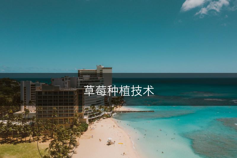 草莓种植技术(图1)