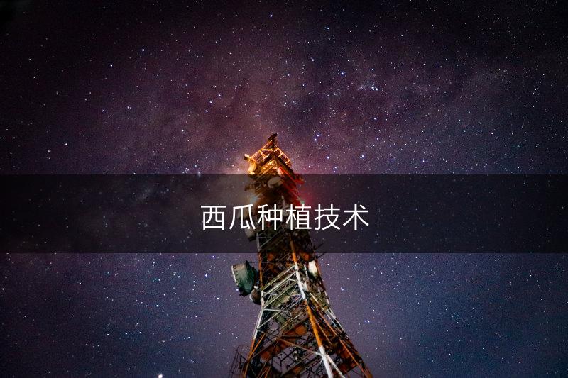 西瓜种植技术(图1)