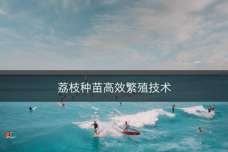 荔枝种苗高效繁殖技术(图1)