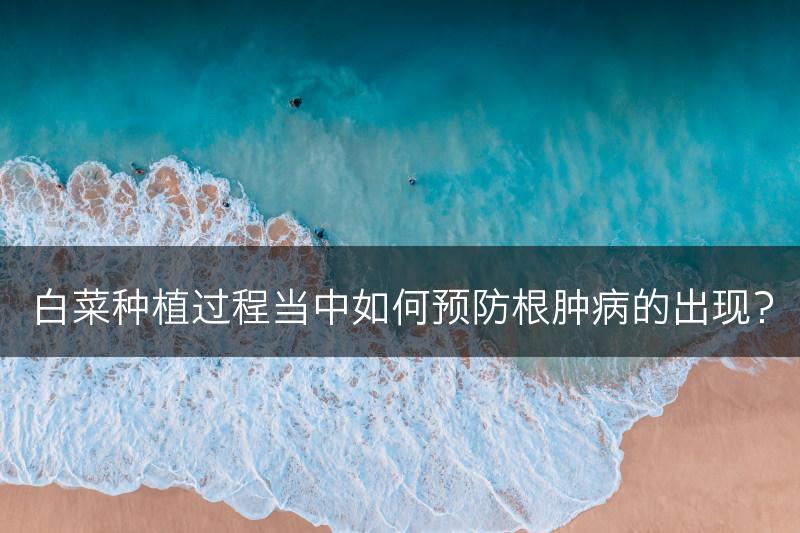 白菜种植过程当中如何预防根肿病的出现？(图1)