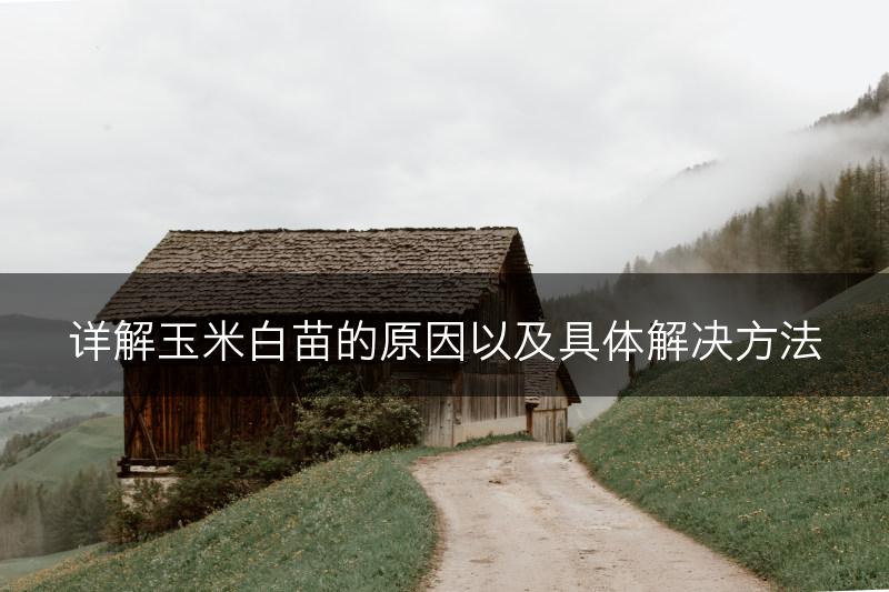 详解玉米白苗的原因以及具体解决方法(图1)