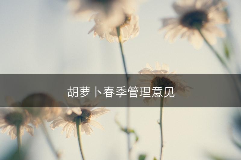 胡萝卜春季管理意见(图1)