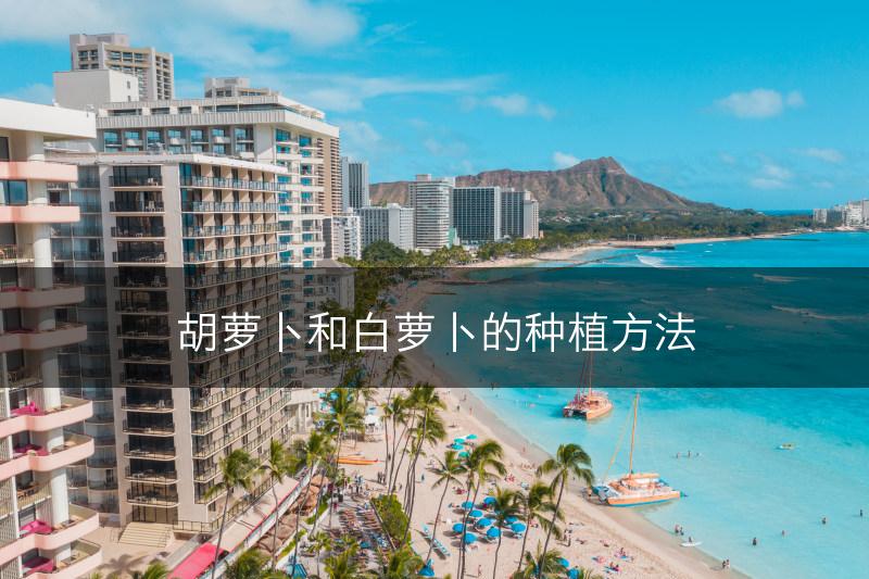 胡萝卜和白萝卜的种植方法(图1)