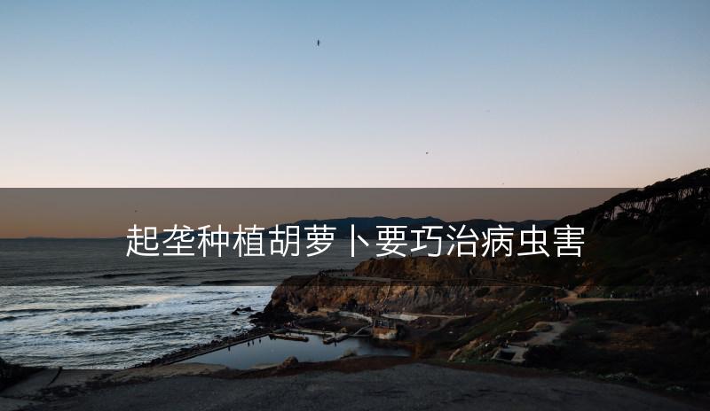 起垄种植胡萝卜要巧治病虫害(图1)