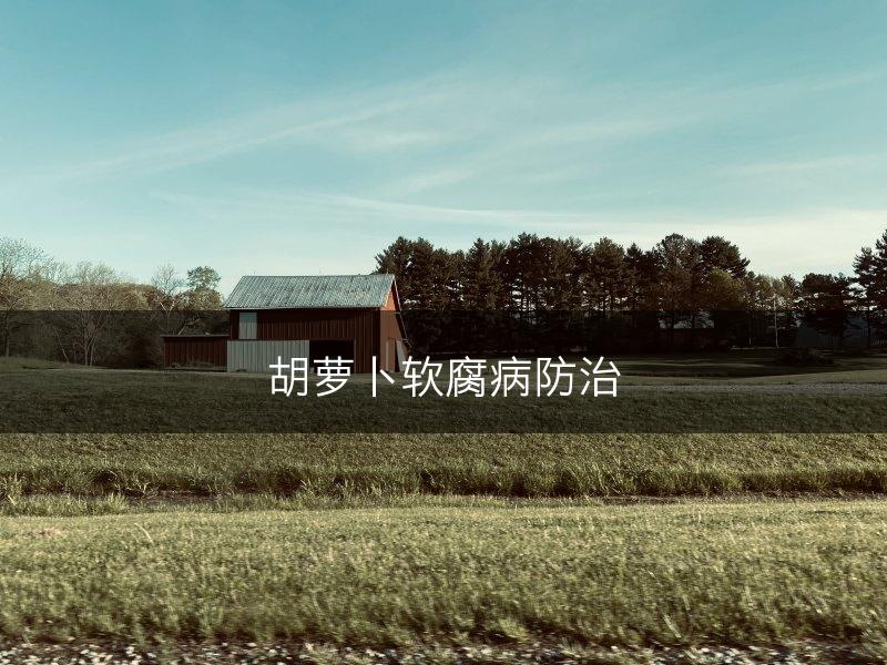 胡萝卜软腐病防治(图1)