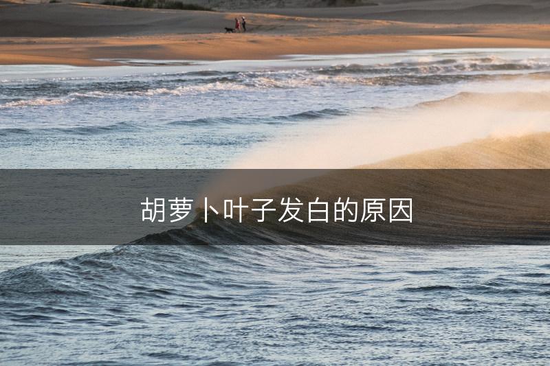 胡萝卜叶子发白的原因(图1)