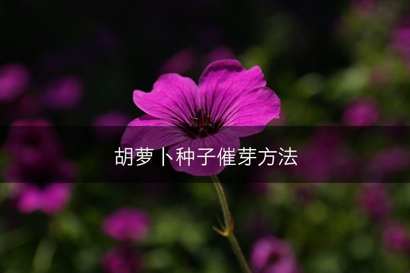 胡萝卜种子催芽方法(图1)