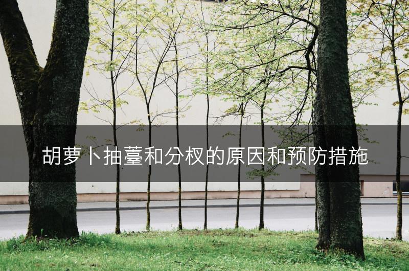 胡萝卜抽薹和分杈的原因和预防措施(图1)