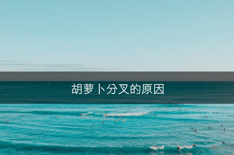 胡萝卜分叉的原因(图1)
