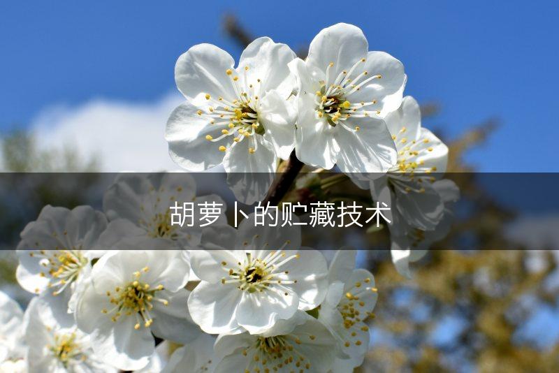 胡萝卜的贮藏技术(图1)