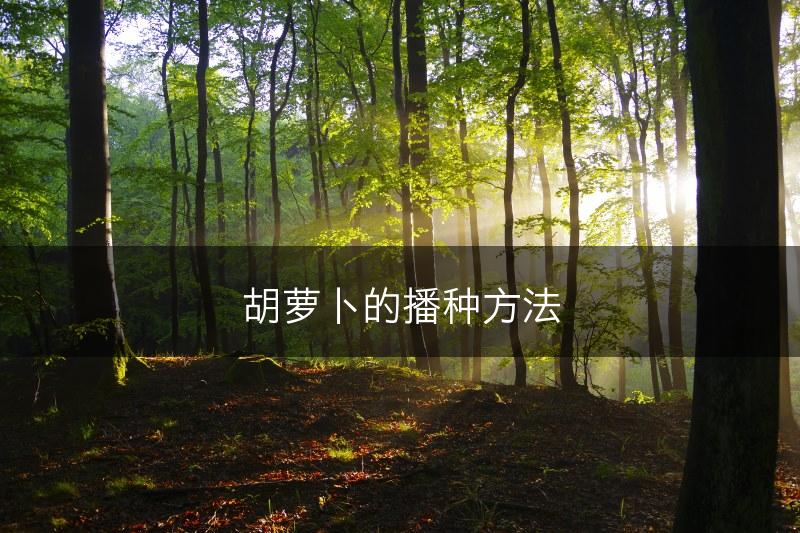 胡萝卜的播种方法(图1)