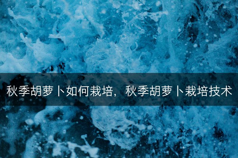 秋季胡萝卜如何栽培，秋季胡萝卜栽培技术(图1)