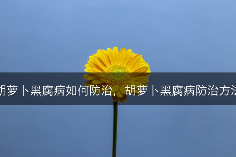 胡萝卜黑腐病如何防治，胡萝卜黑腐病防治方法(图1)
