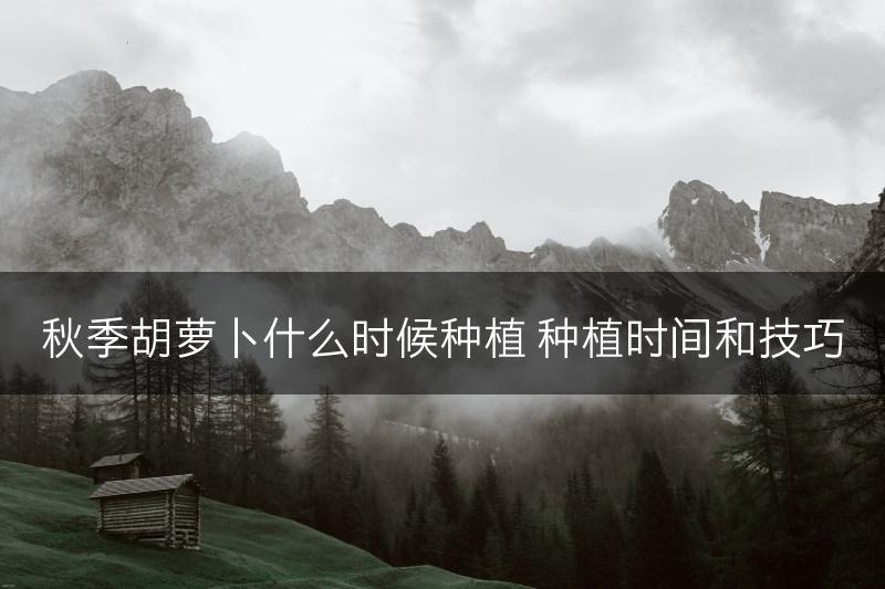 秋季胡萝卜什么时候种植 种植时间和技巧(图1)