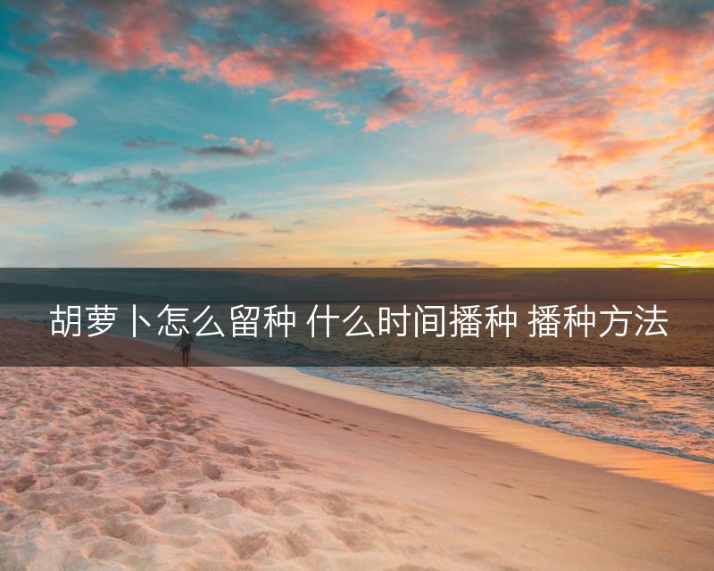 胡萝卜怎么留种 什么时间播种 播种方法(图1)