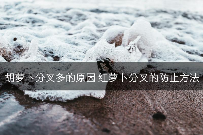 胡萝卜分叉多的原因 红萝卜分叉的防止方法(图1)