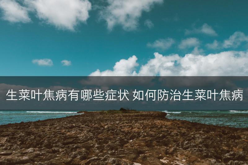 生菜叶焦病有哪些症状 如何防治生菜叶焦病(图1)