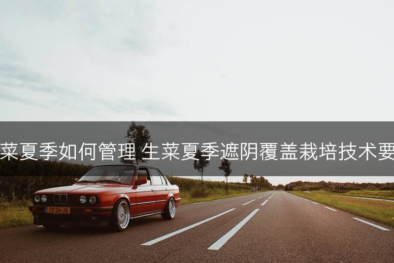 生菜夏季如何管理 生菜夏季遮阴覆盖栽培技术要点(图1)