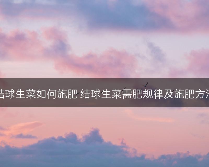 结球生菜如何施肥 结球生菜需肥规律及施肥方法(图1)
