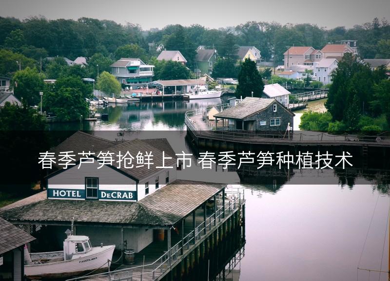 春季芦笋抢鲜上市 春季芦笋种植技术(图1)