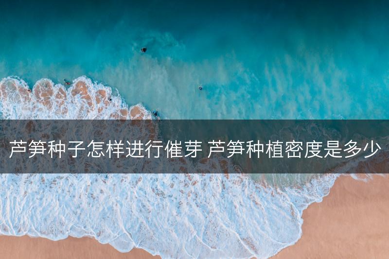 芦笋种子怎样进行催芽 芦笋种植密度是多少(图1)