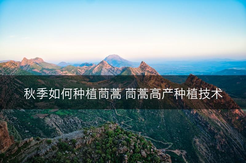 秋季如何种植茼蒿 茼蒿高产种植技术(图1)