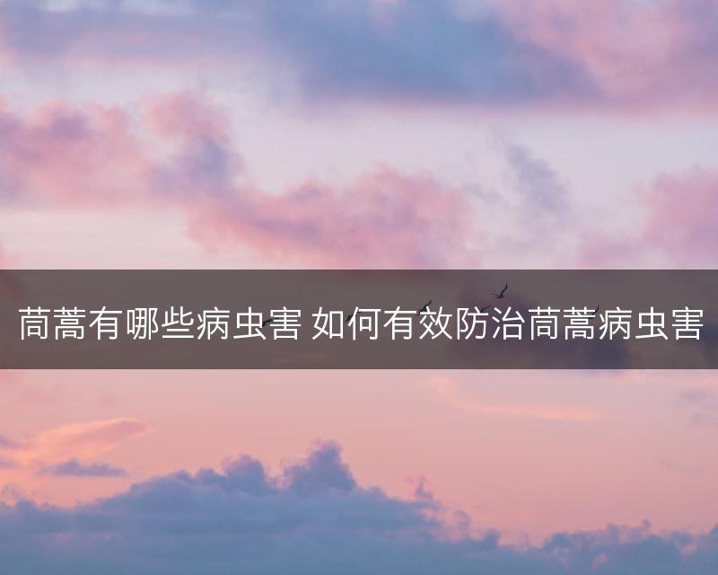 茼蒿有哪些病虫害 如何有效防治茼蒿病虫害(图1)