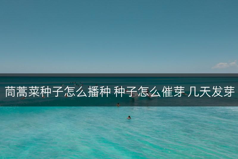 茼蒿菜种子怎么播种 种子怎么催芽 几天发芽(图1)