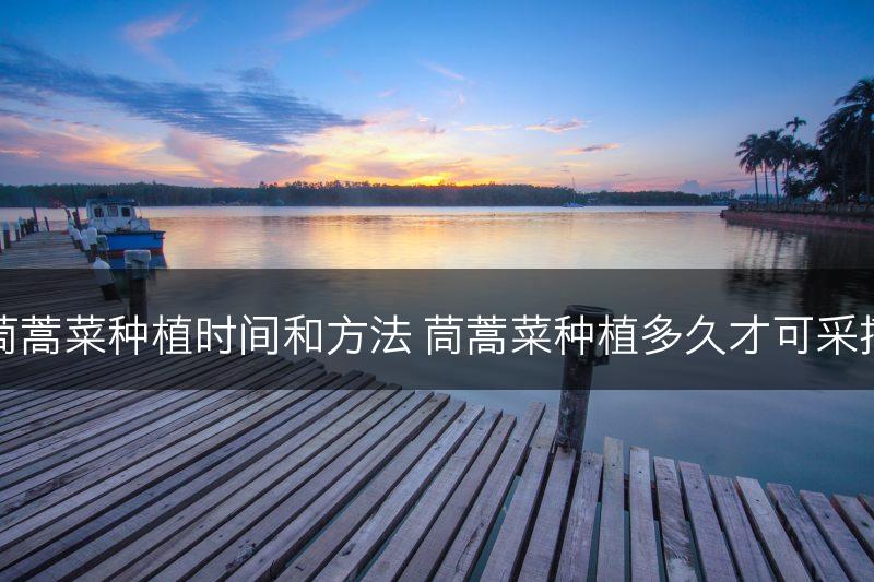 茼蒿菜种植时间和方法 茼蒿菜种植多久才可采摘(图1)