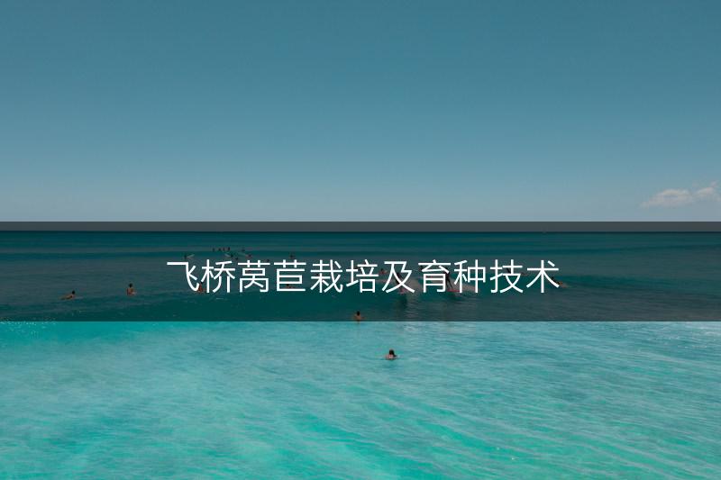 飞桥莴苣栽培及育种技术(图1)