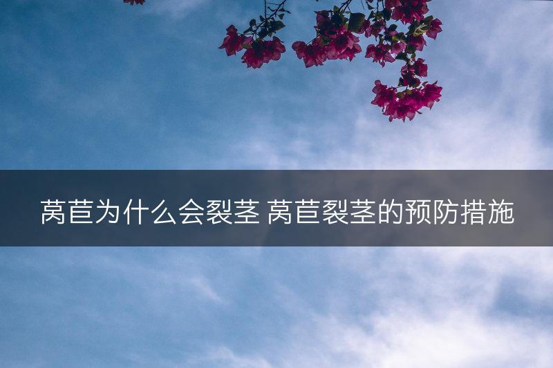 莴苣为什么会裂茎 莴苣裂茎的预防措施(图1)