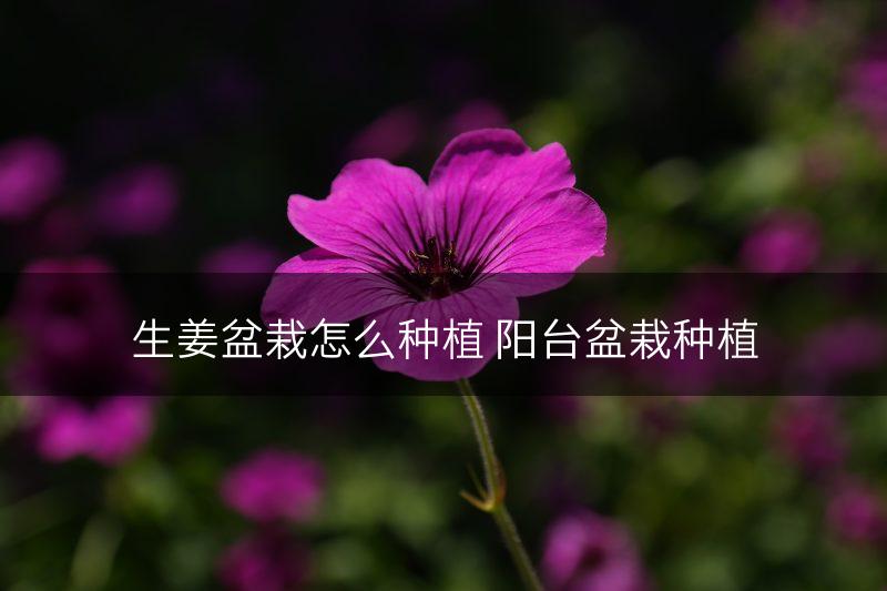 生姜盆栽怎么种植 阳台盆栽种植(图1)