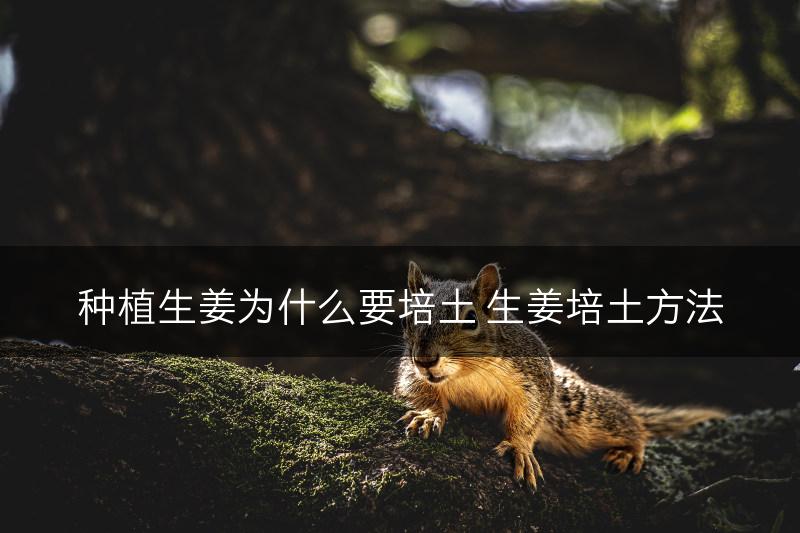 种植生姜为什么要培土 生姜培土方法(图1)