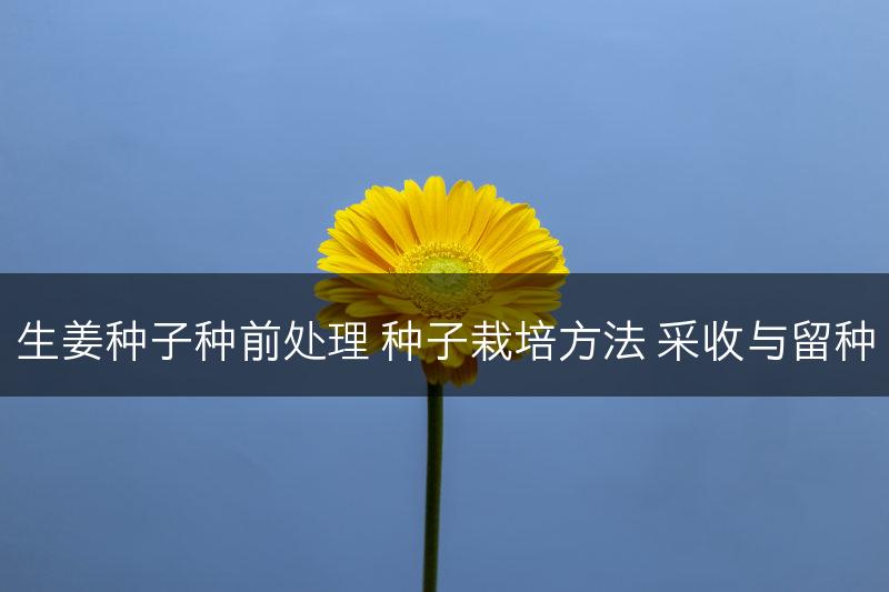 生姜种子种前处理 种子栽培方法 采收与留种(图1)