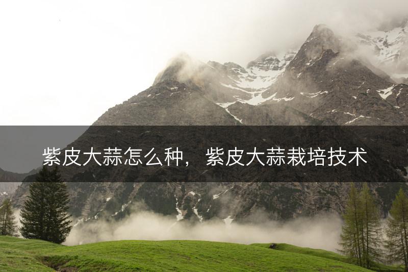 紫皮大蒜怎么种，紫皮大蒜栽培技术(图1)