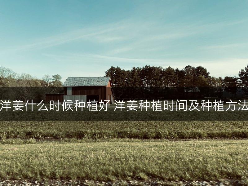 洋姜什么时候种植好 洋姜种植时间及种植方法(图1)