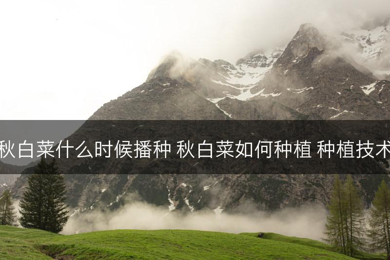 秋白菜什么时候播种 秋白菜如何种植 种植技术(图1)