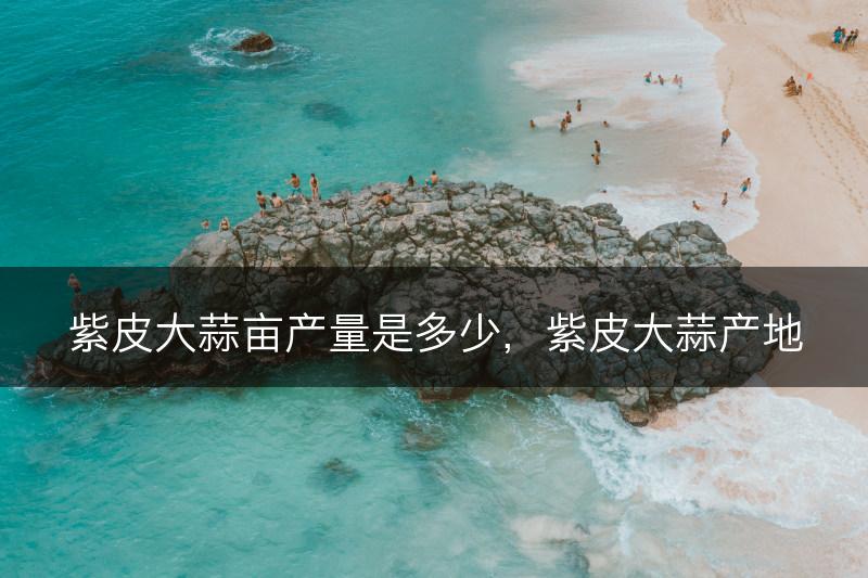 紫皮大蒜亩产量是多少，紫皮大蒜产地(图1)