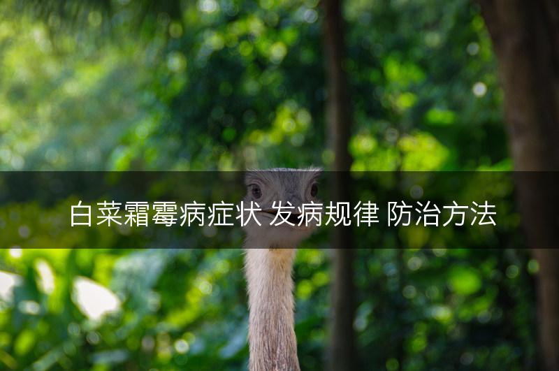 白菜霜霉病症状 发病规律 防治方法(图1)